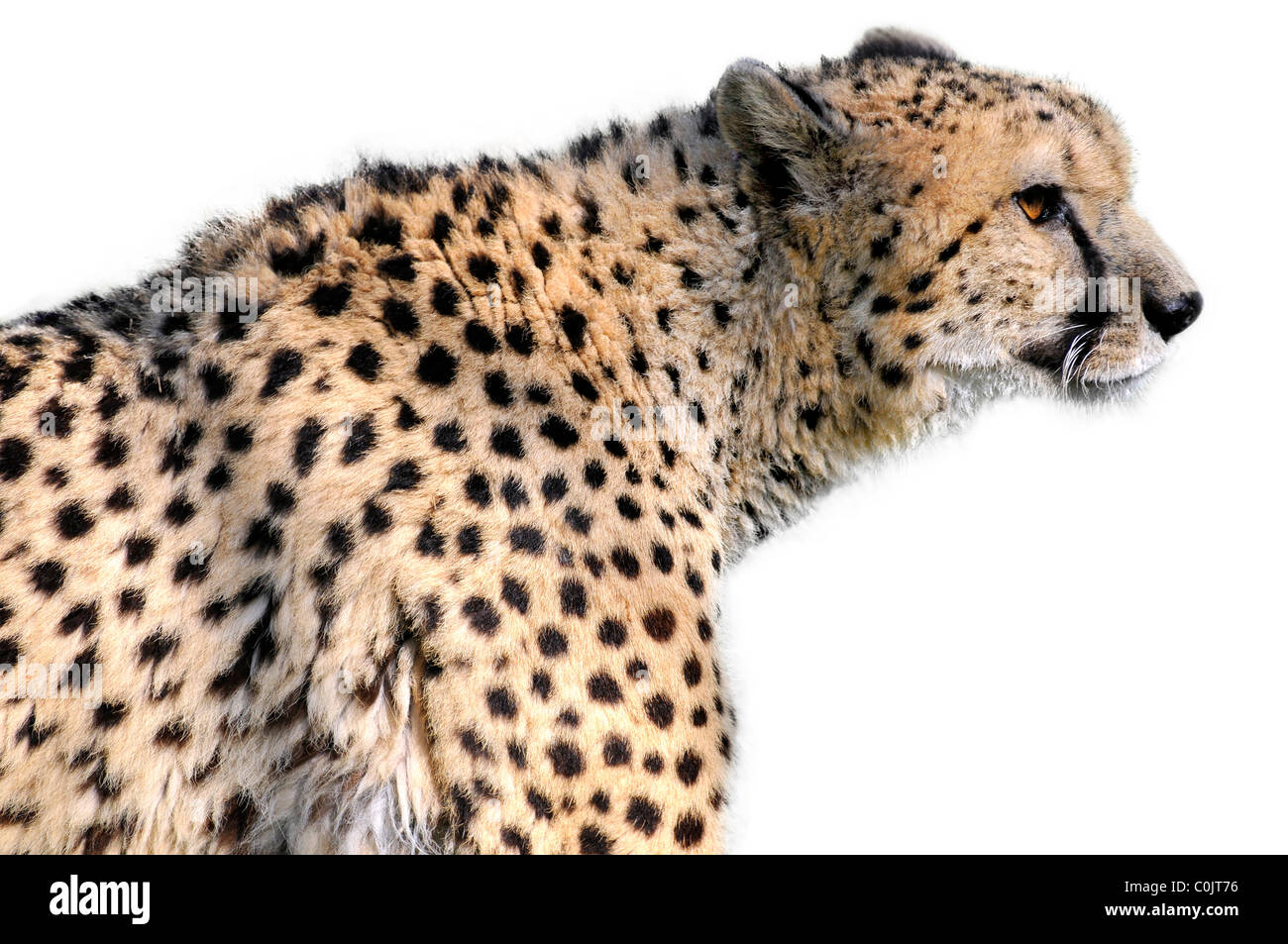 Retrato de perfil africana de guepardo (Acinonyx jubatus) aislado sobre fondo blanco. Foto de stock