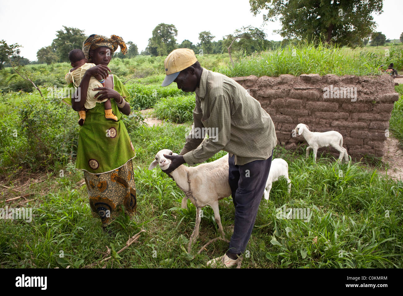 Una familia de agricultores tienden a sus ovejas en Safo, Malí, África occidental. Foto de stock