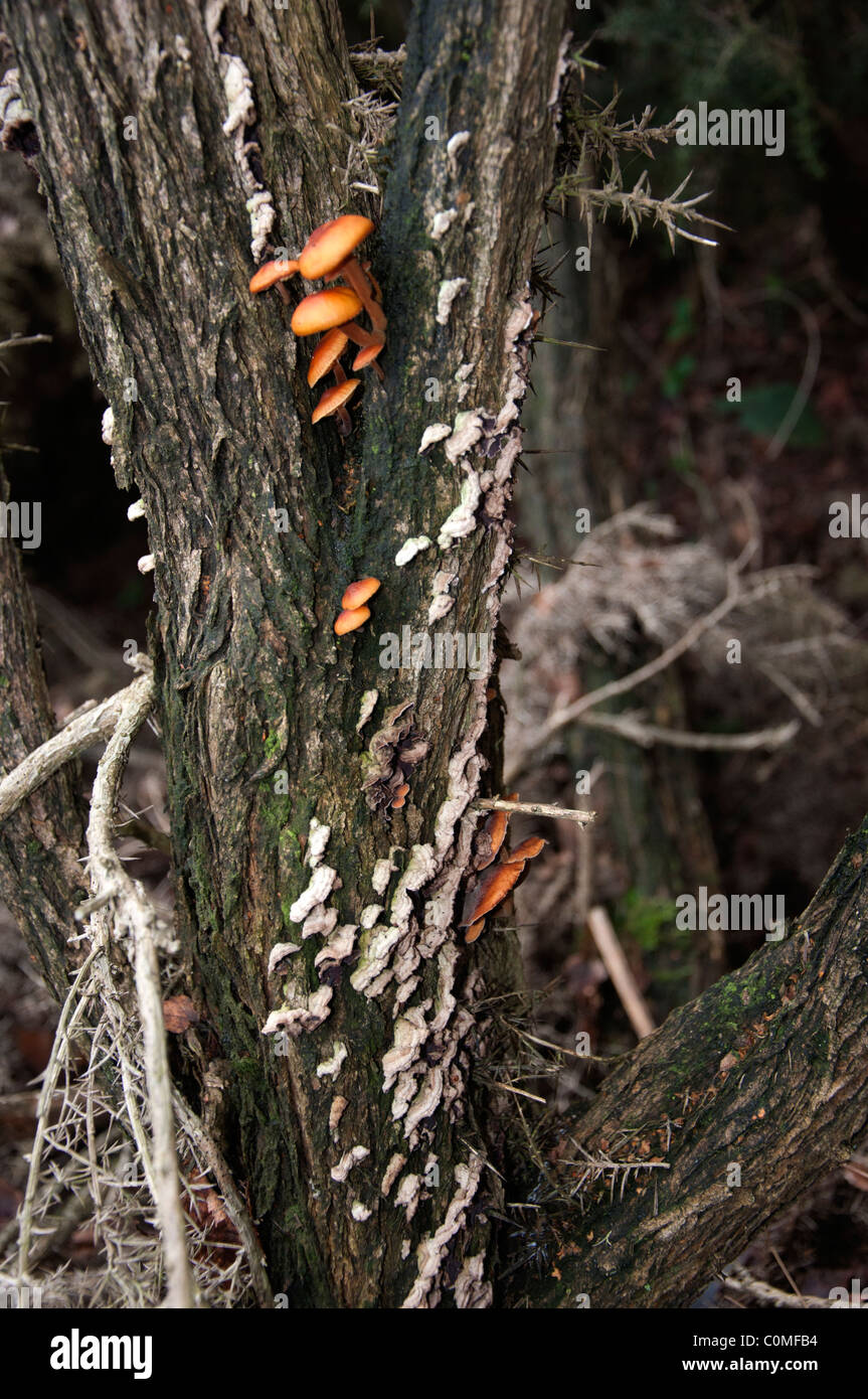 Los hongos crecen sobre tronco de árbol Foto de stock