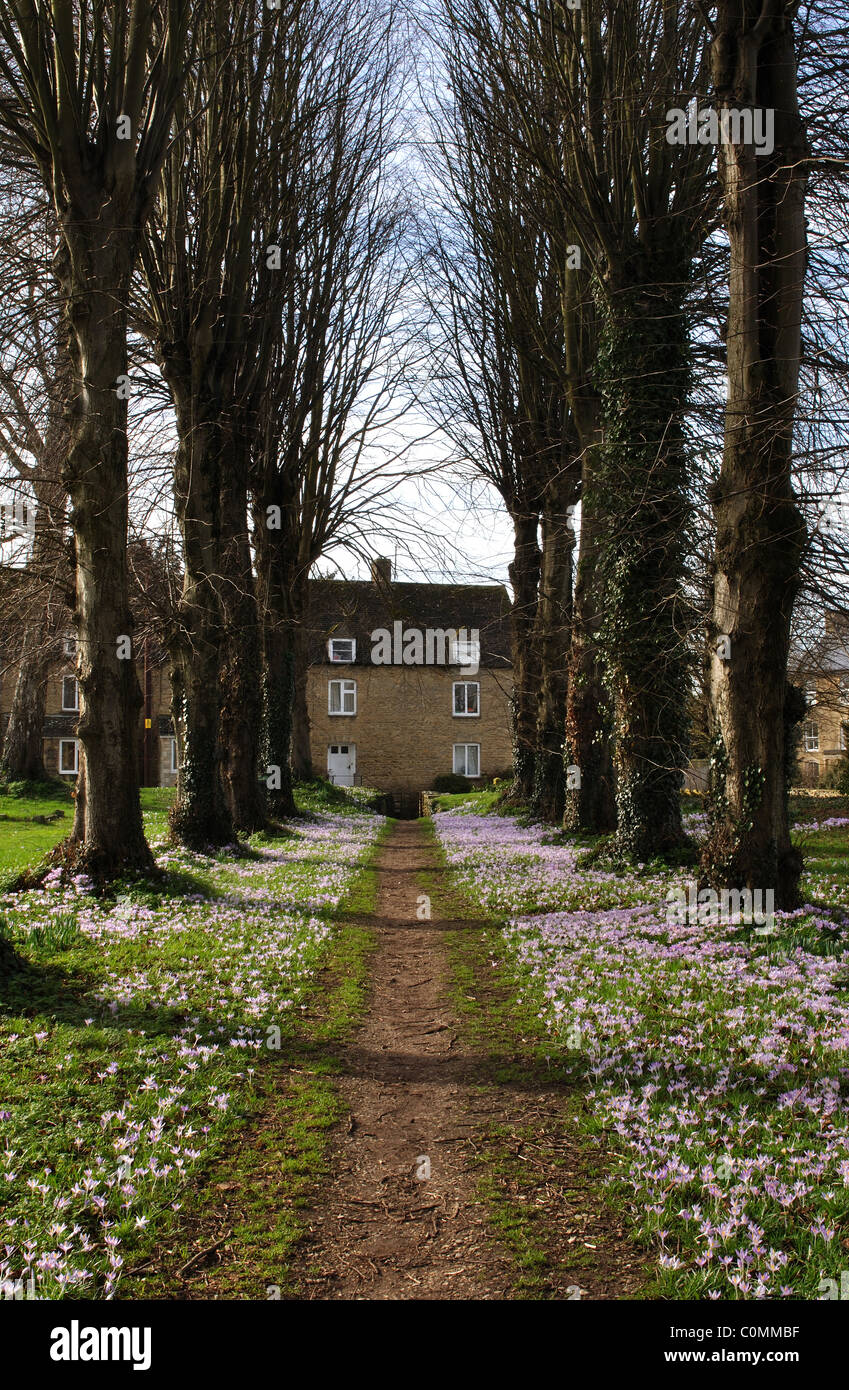Avenida de tilos con crocus, cementerio de la Santísima Trinidad, el Ascott bajo Wychwood, Oxfordshire, Inglaterra, Reino Unido. Foto de stock