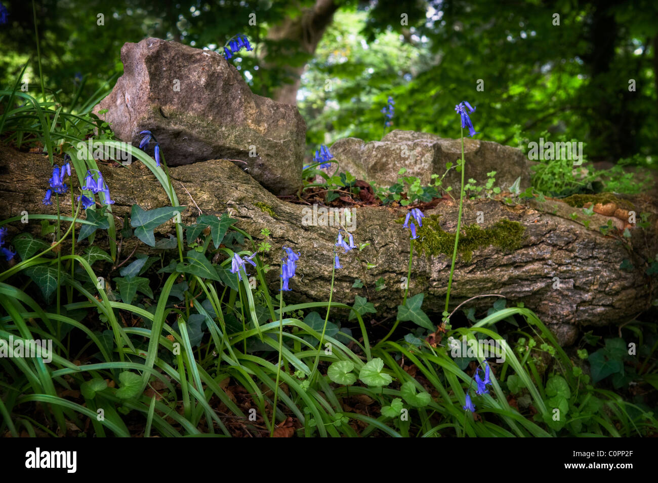 Las campánulas azules en zona boscosa tomadas en madera Hanham, Bristol, Reino Unido Foto de stock