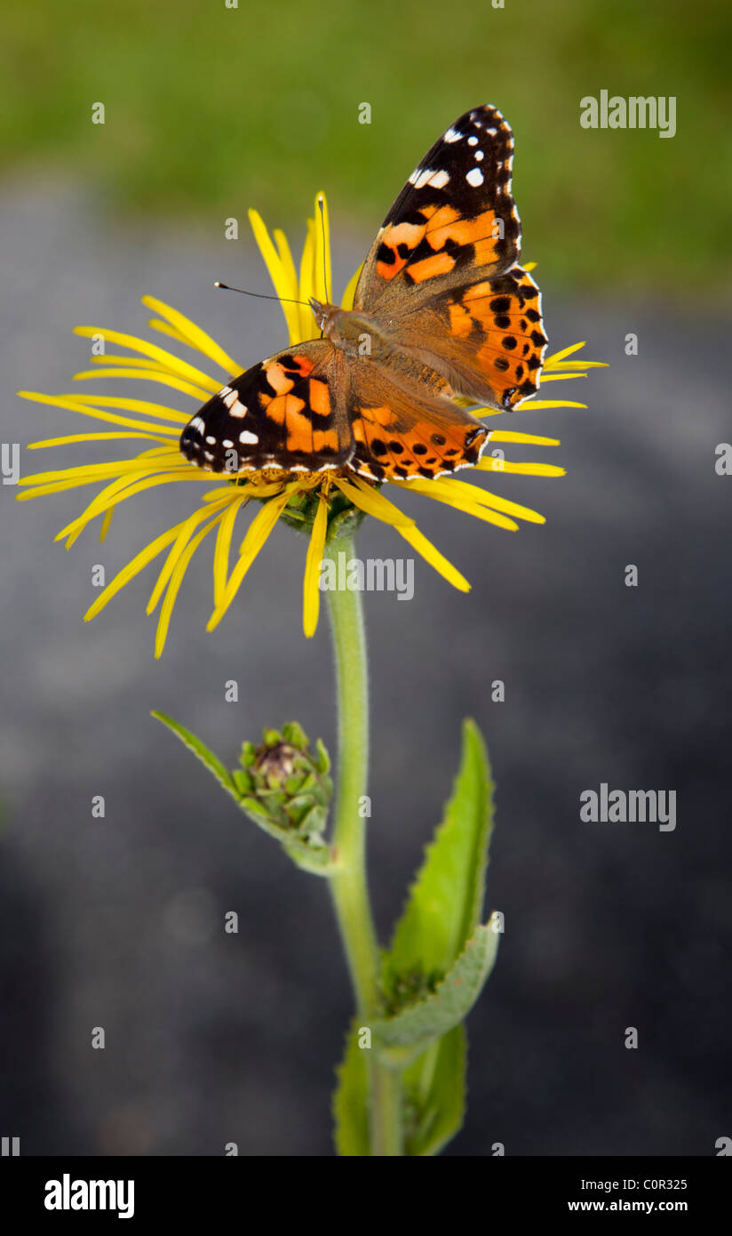 Dama pintada ( Vanessa cardui , Nymphalidae ) mariposa chupar néctar de flor amarilla, Finlandia Foto de stock