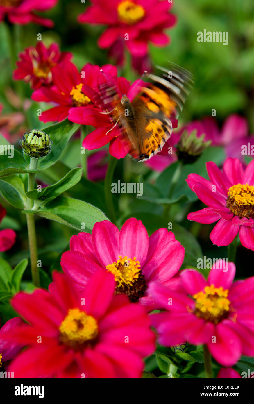 Dama pintada ( Vanessa cardui , Nymphalidae ) mariposa chupar néctar de flores rojas , Finlandia Foto de stock
