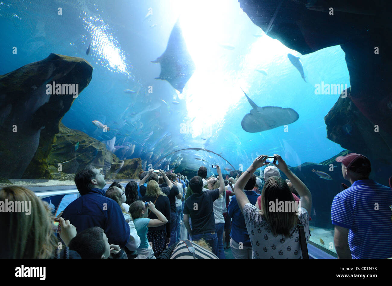 El Georgia Aquarium, el acuario más grande del mundo, en Atlanta, Georgia. Febrero 20, 2011. Foto de stock