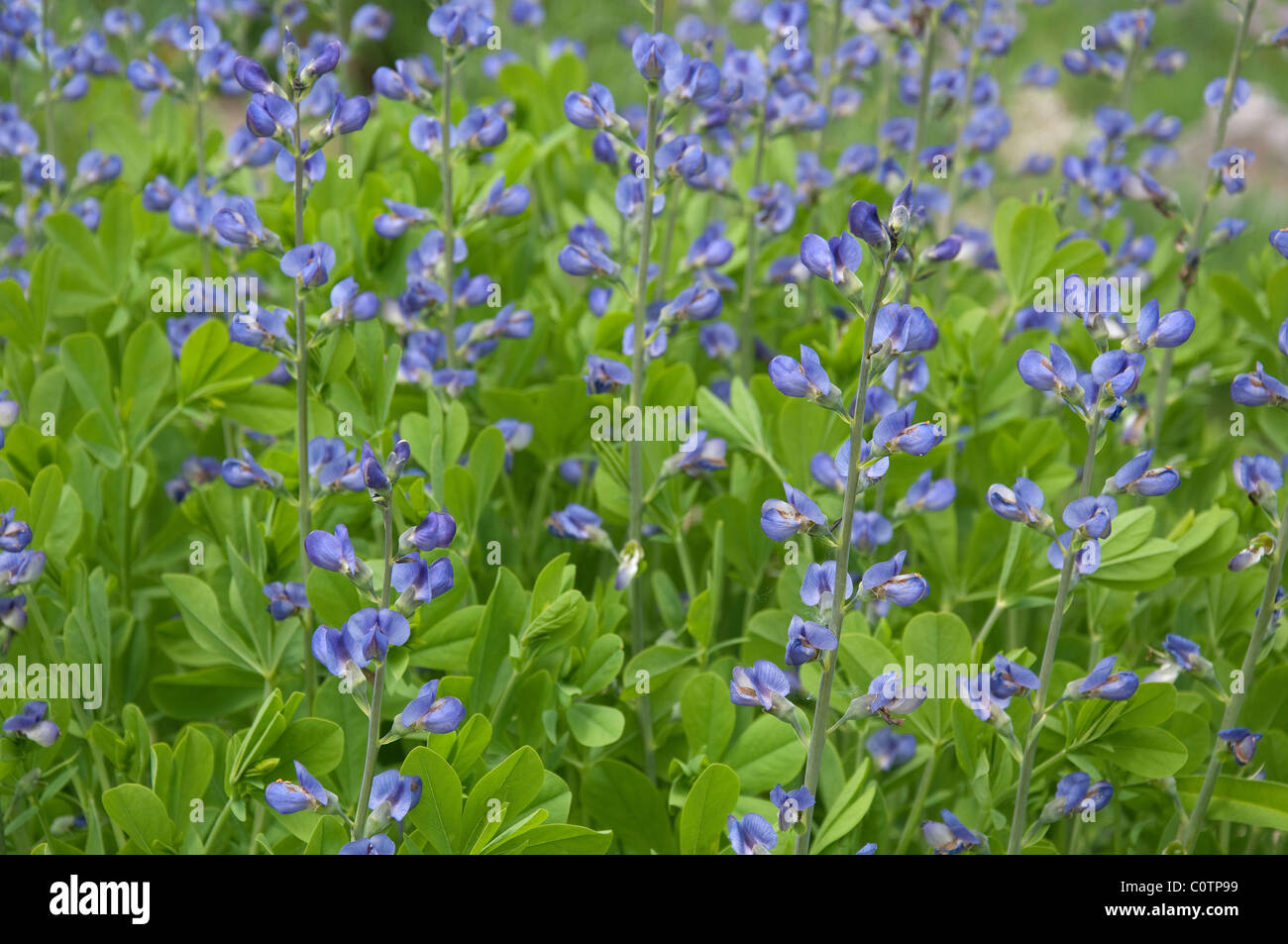 Salvaje azul añil, azul añil falso (Baptisia australis), plantas en floración. Foto de stock