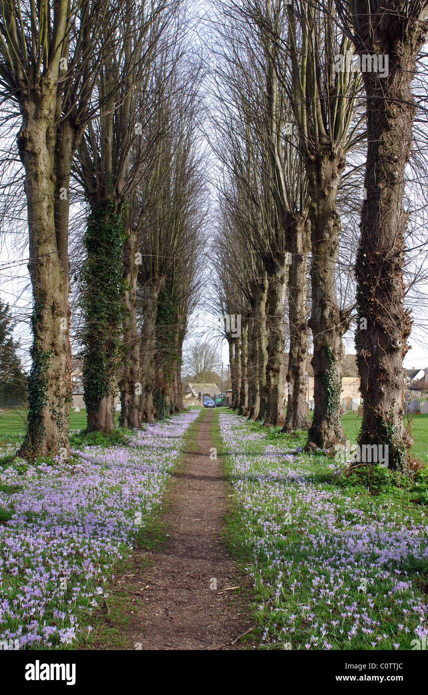 Avenida de tilos con crocus, cementerio de la Santísima Trinidad, el Ascott bajo Wychwood, Oxfordshire, Inglaterra, Reino Unido. Foto de stock