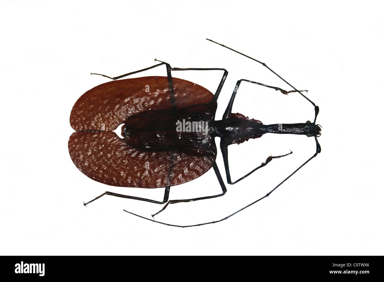 Escarabajo de violín Malasia Foto de stock