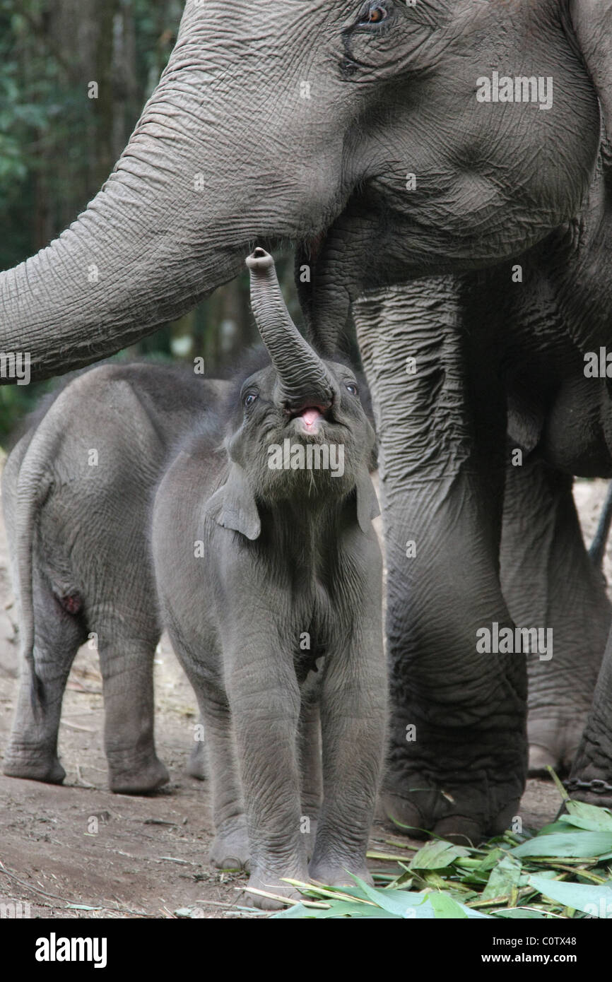 Bebé elefante asiático con la madre Foto de stock