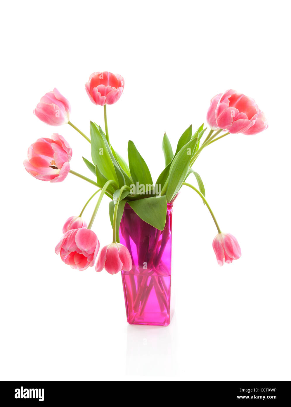 Tulipanes holandeses en jarrón rosa sobre fondo blanco. Foto de stock