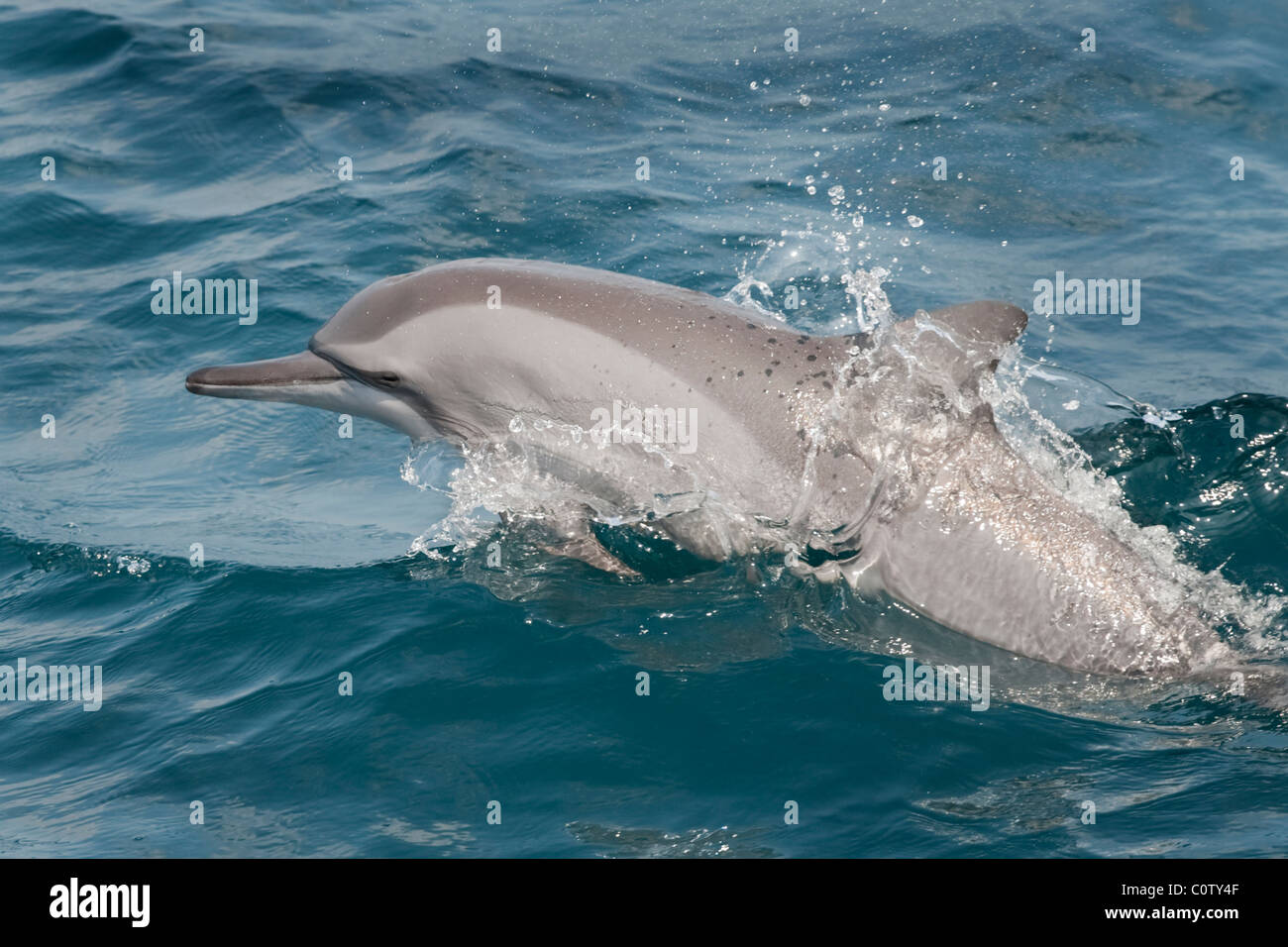 Hawaiian/grises, Delfines, Stenella longirostris, porpoising, Maldivas, Océano Índico. Foto de stock