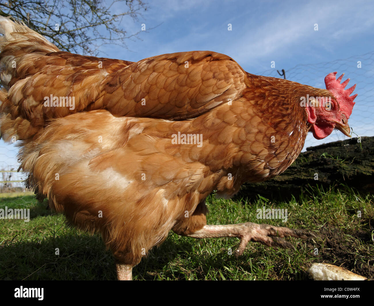 Un intervalo libre de gallina en Lincolnshire, Inglaterra. Foto de stock