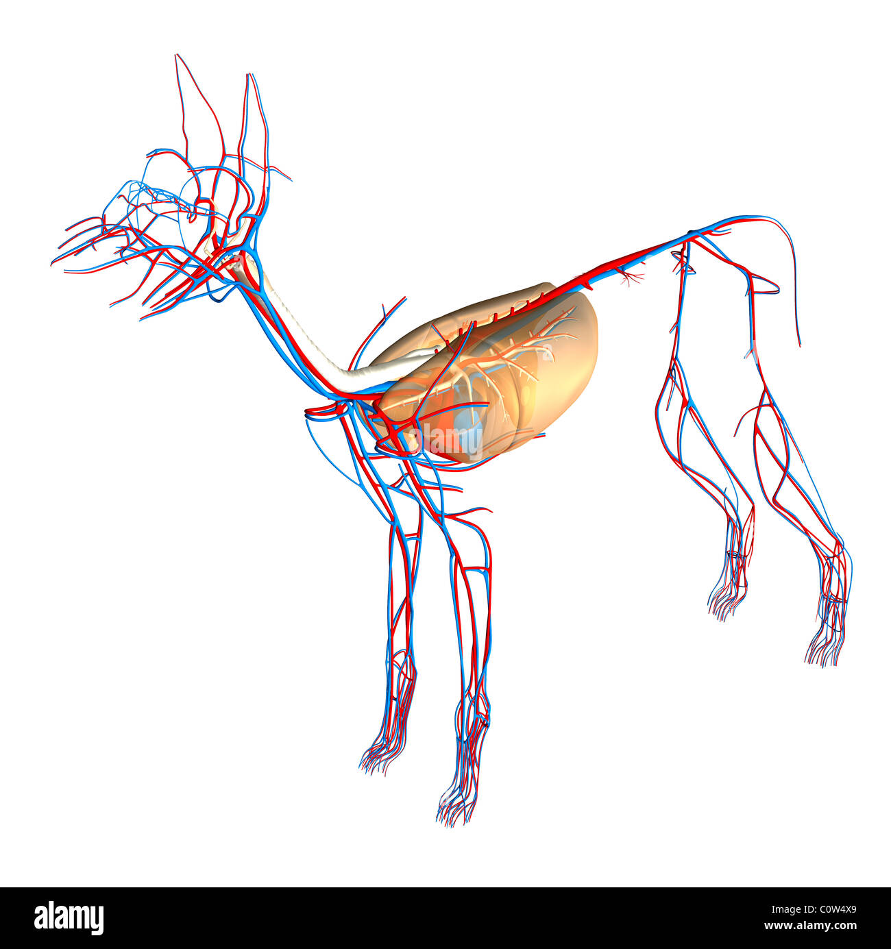Anatomia corazon perro Imágenes recortadas de stock - Alamy