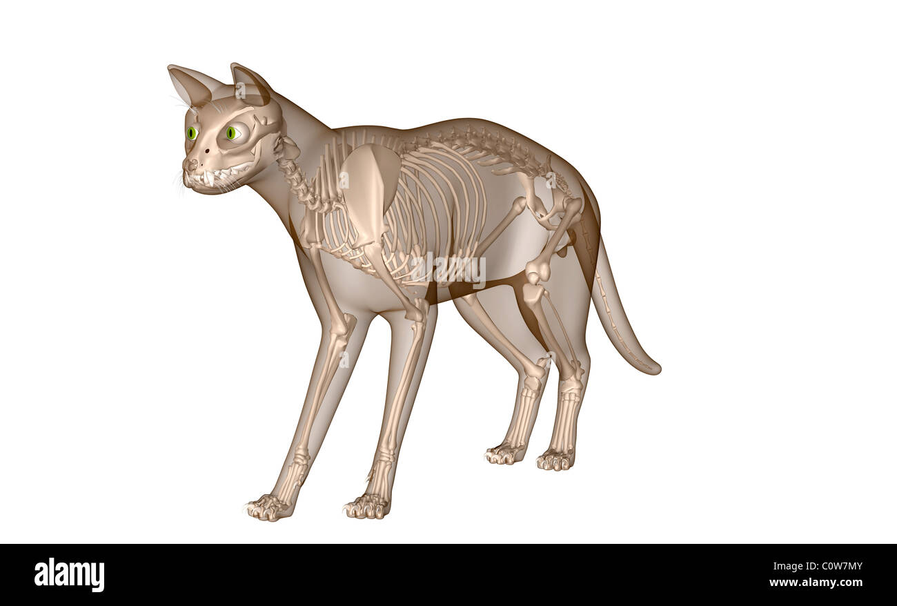 Huesos de gato fotografías e imágenes de alta resolución - Alamy