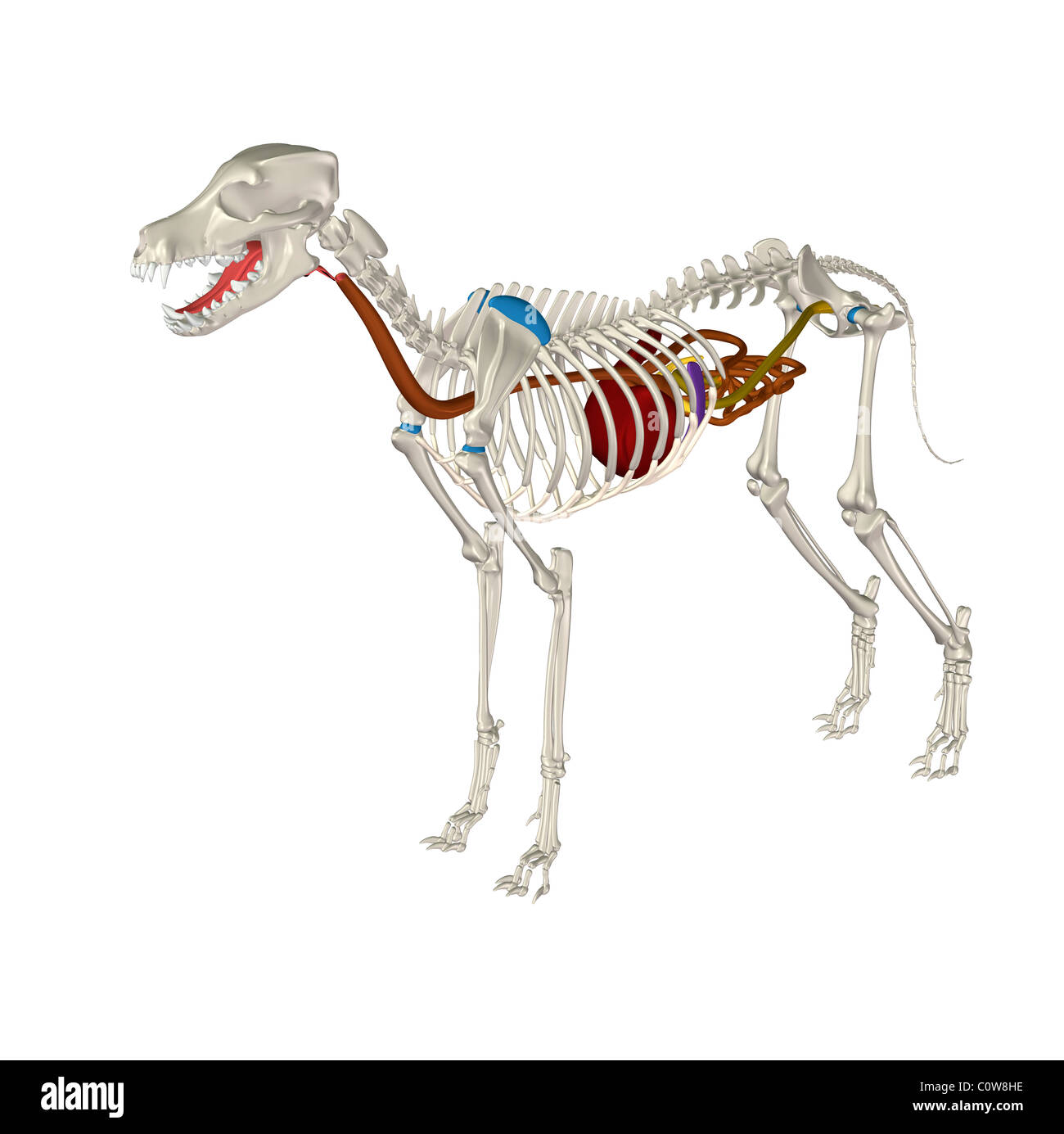 Anatomía del perro la digestión el estómago esqueleto Foto de stock