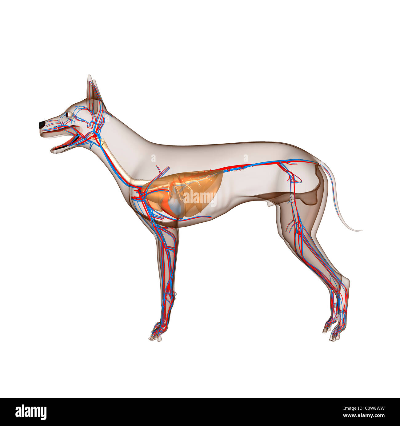 Anatomía de los pulmones de perro fotografías e imágenes de alta resolución  - Alamy