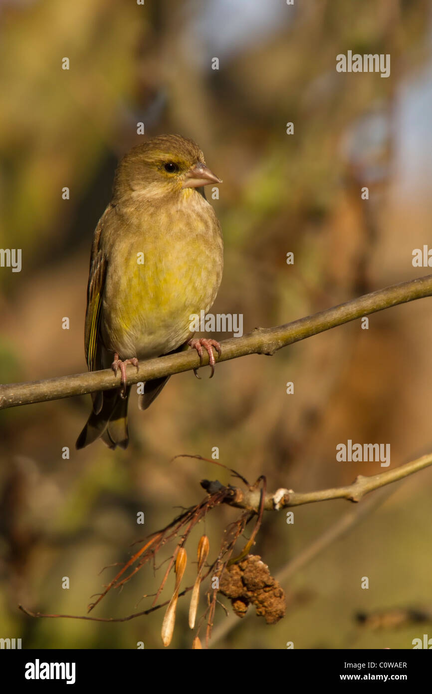 Verderón - Carduelis chloris Foto de stock