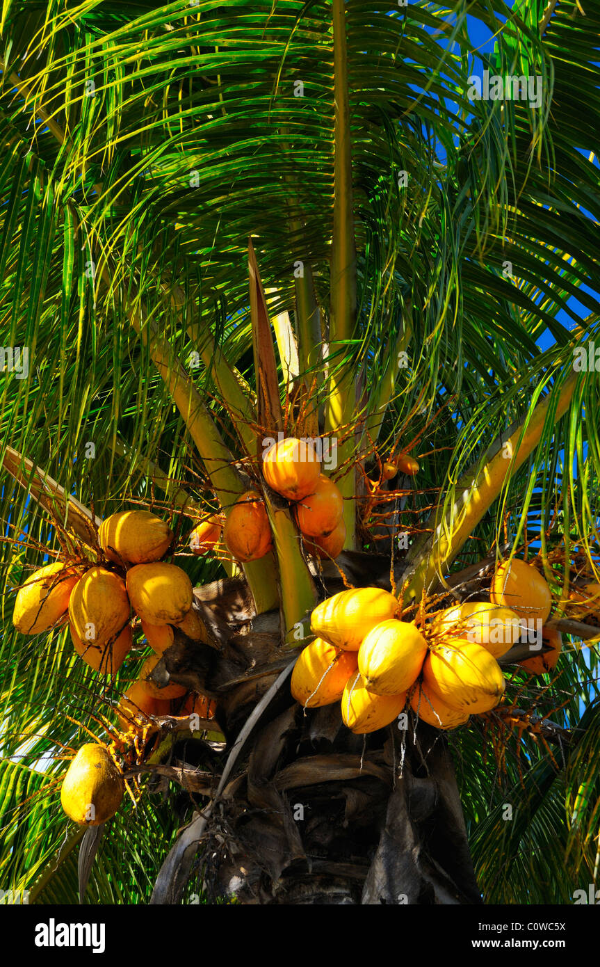 Una palmera llena de cocos en la Preneuse, Black River, Mauricio. Foto de stock