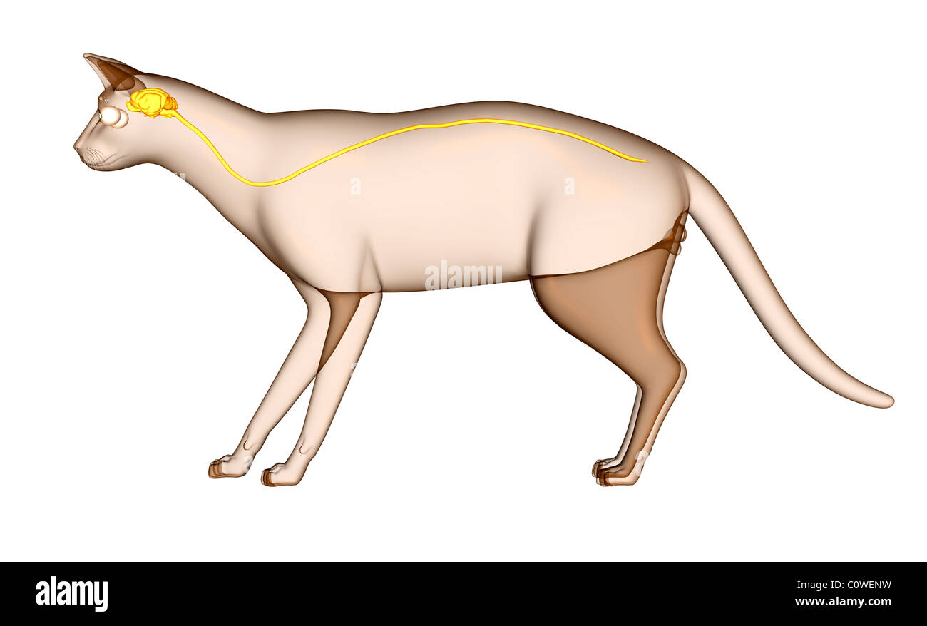 Anatomía del cerebro de gato Fotografía de stock - Alamy