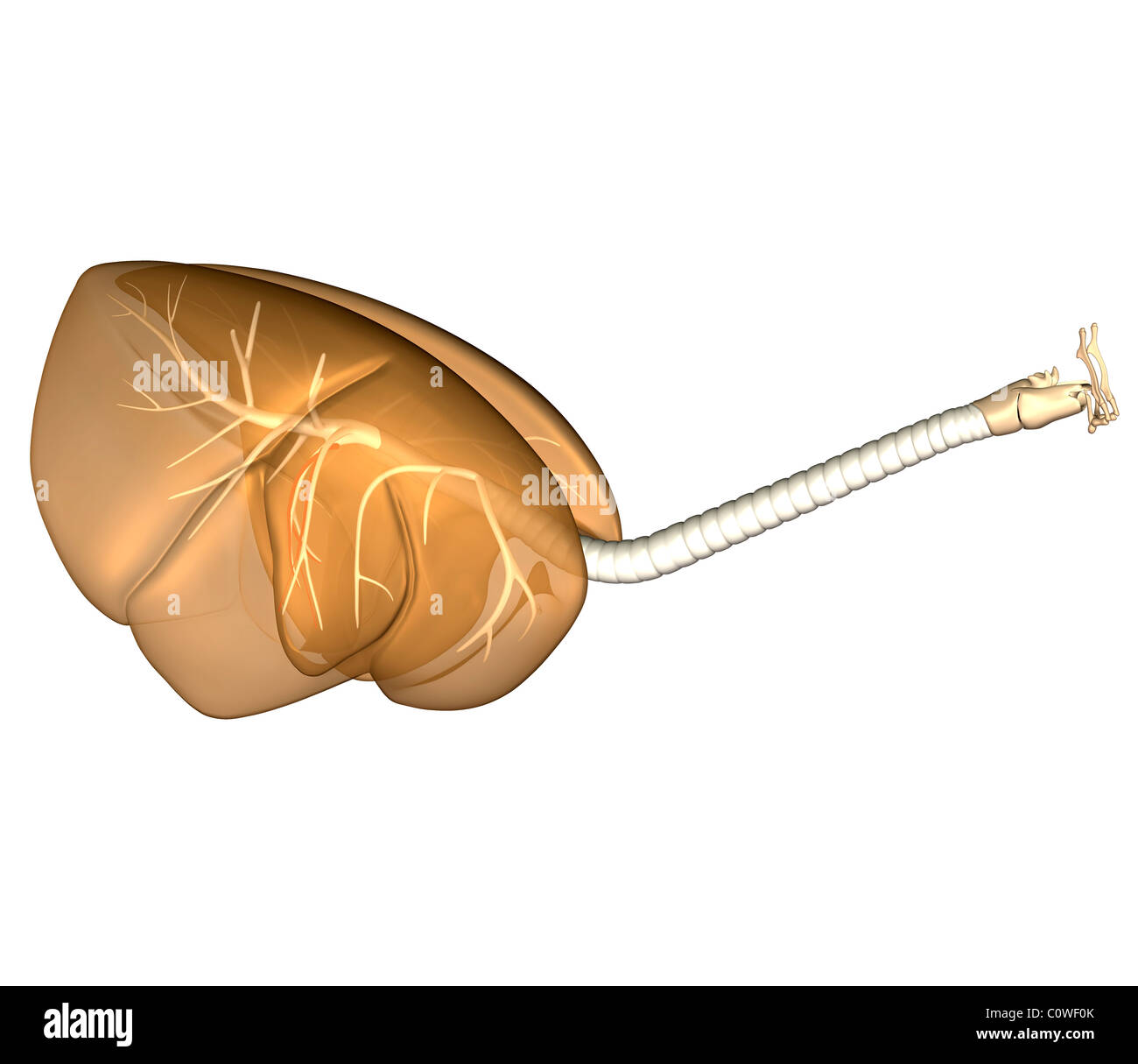 Anatomia De Las Vacas Fotos e Imágenes de stock - Alamy