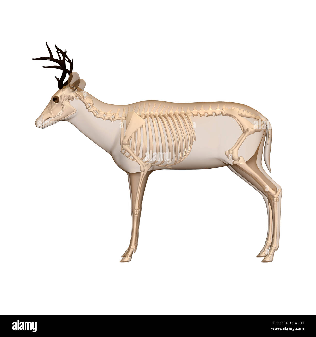 Anatomía animales Imágenes recortadas de stock - Alamy