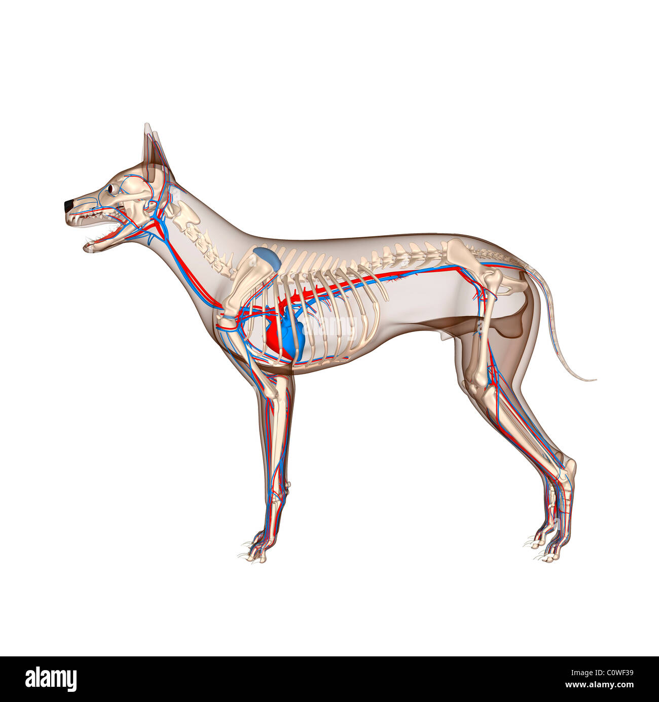 Anatomía del perro corazón Circulación esqueleto con cuerpo transparente Foto de stock