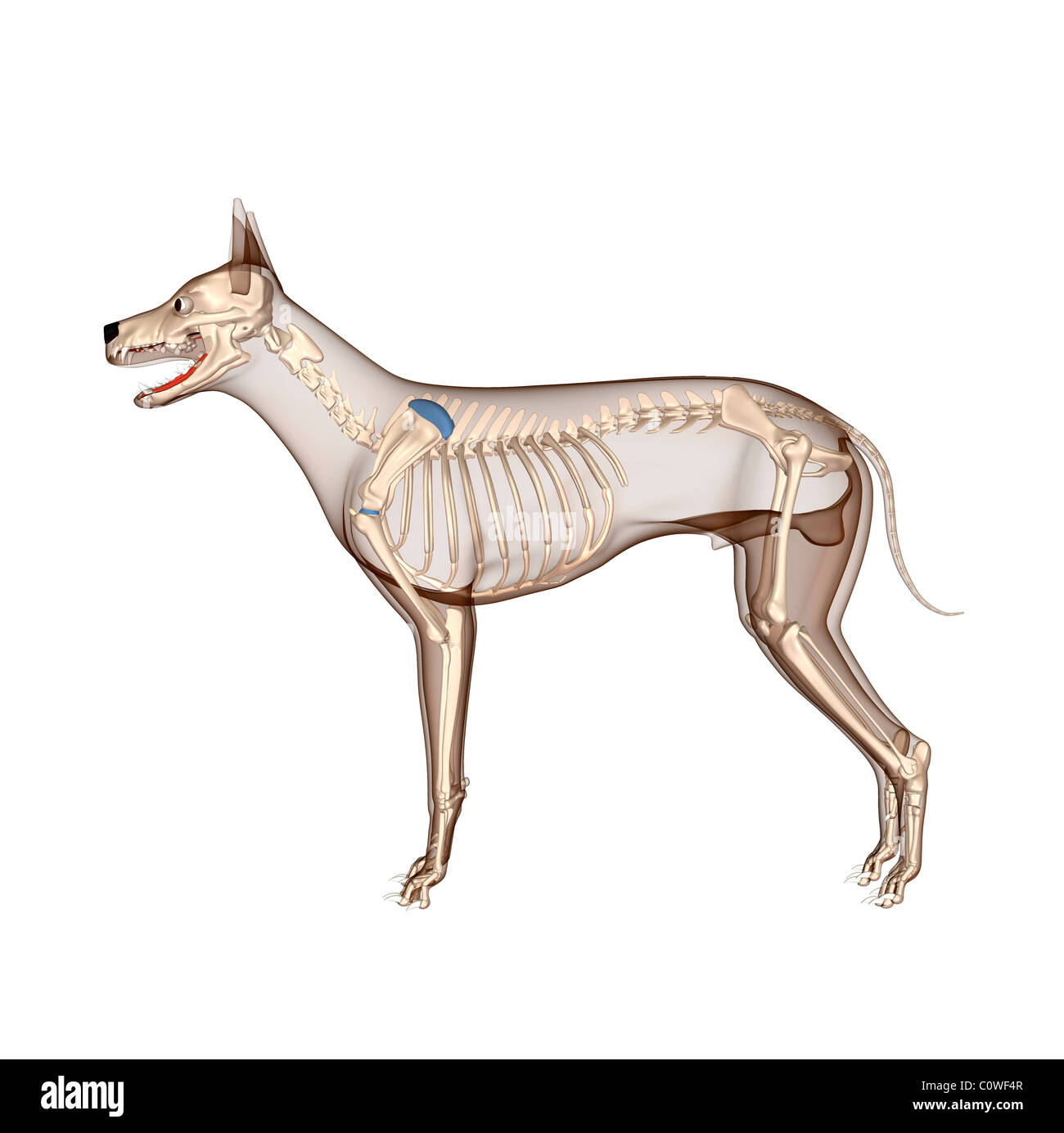 Anatomía del perro esqueleto con cuerpo transparente Foto de stock