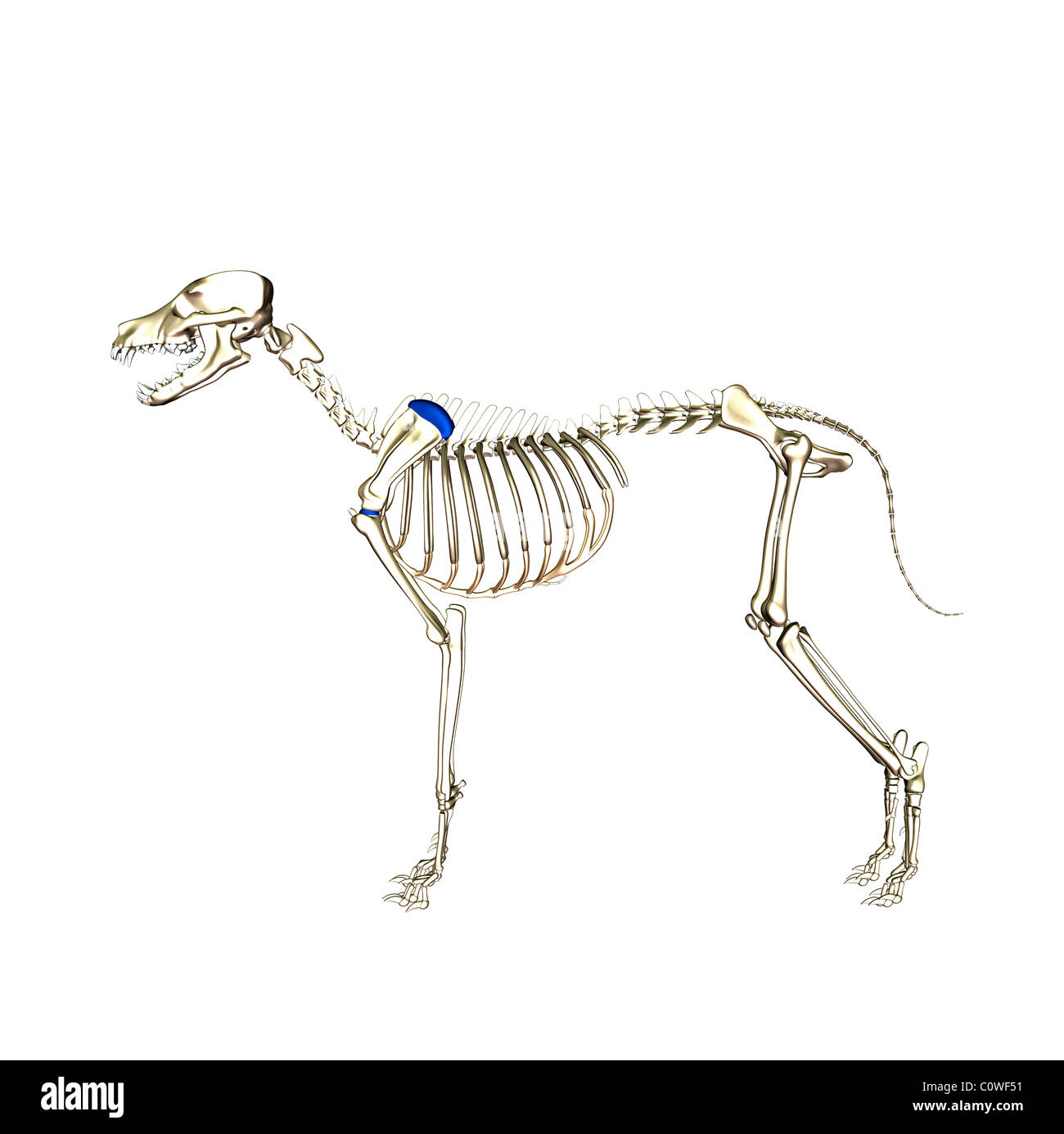 Anatomía del perro esqueleto Foto de stock