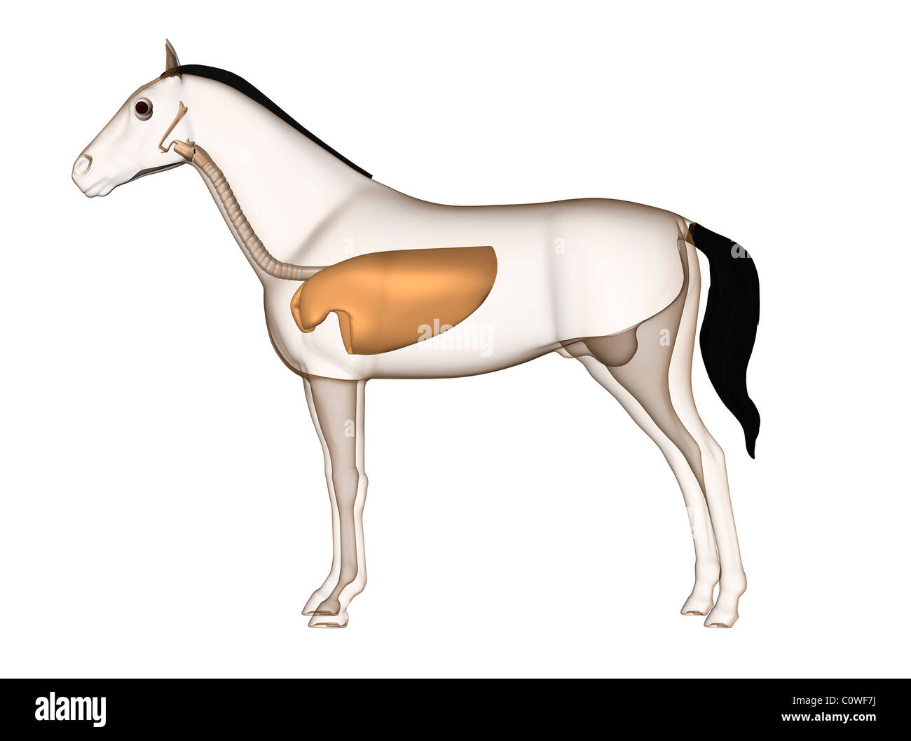 Anatomía de los pulmones de caballo Imágenes recortadas de stock Alamy
