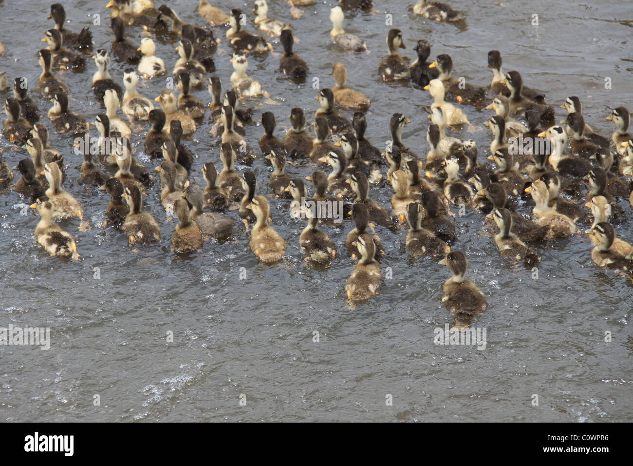 Patos navegando por las aguas del río Foto de stock