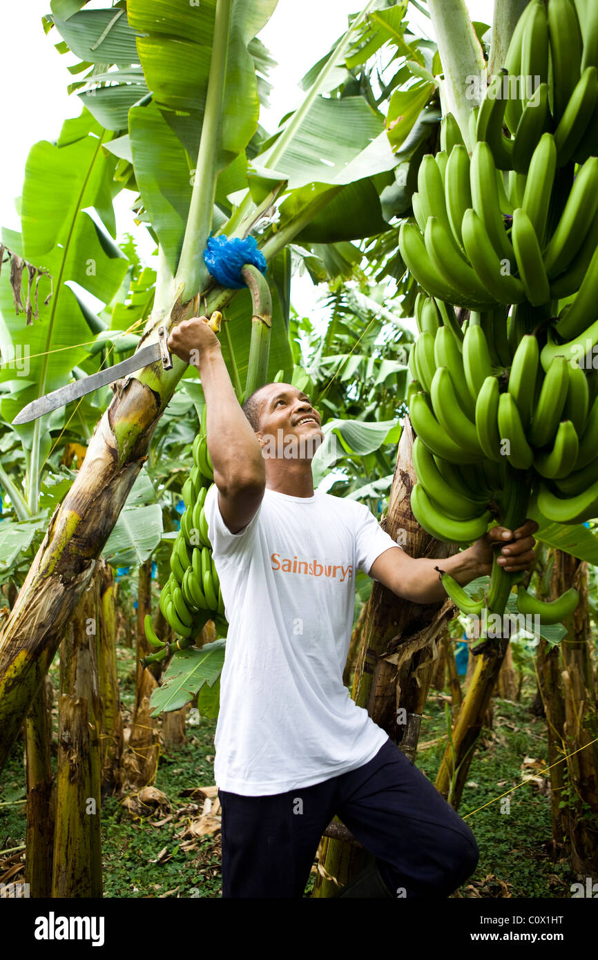 Banano Fairtrade campesino de Colombia Fotografía de stock Alamy