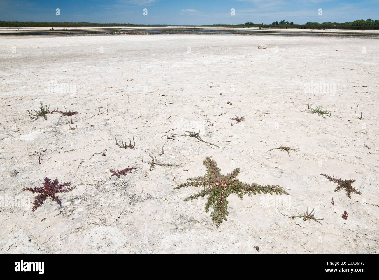 Suculentas tolerantes a la sal crecen en el lecho seco del lago Preston, Australia Occidental Foto de stock