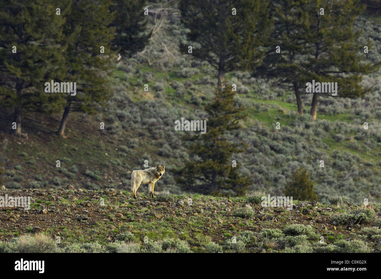 Un lobo gris en una cresta alta en Yellowstone Foto de stock