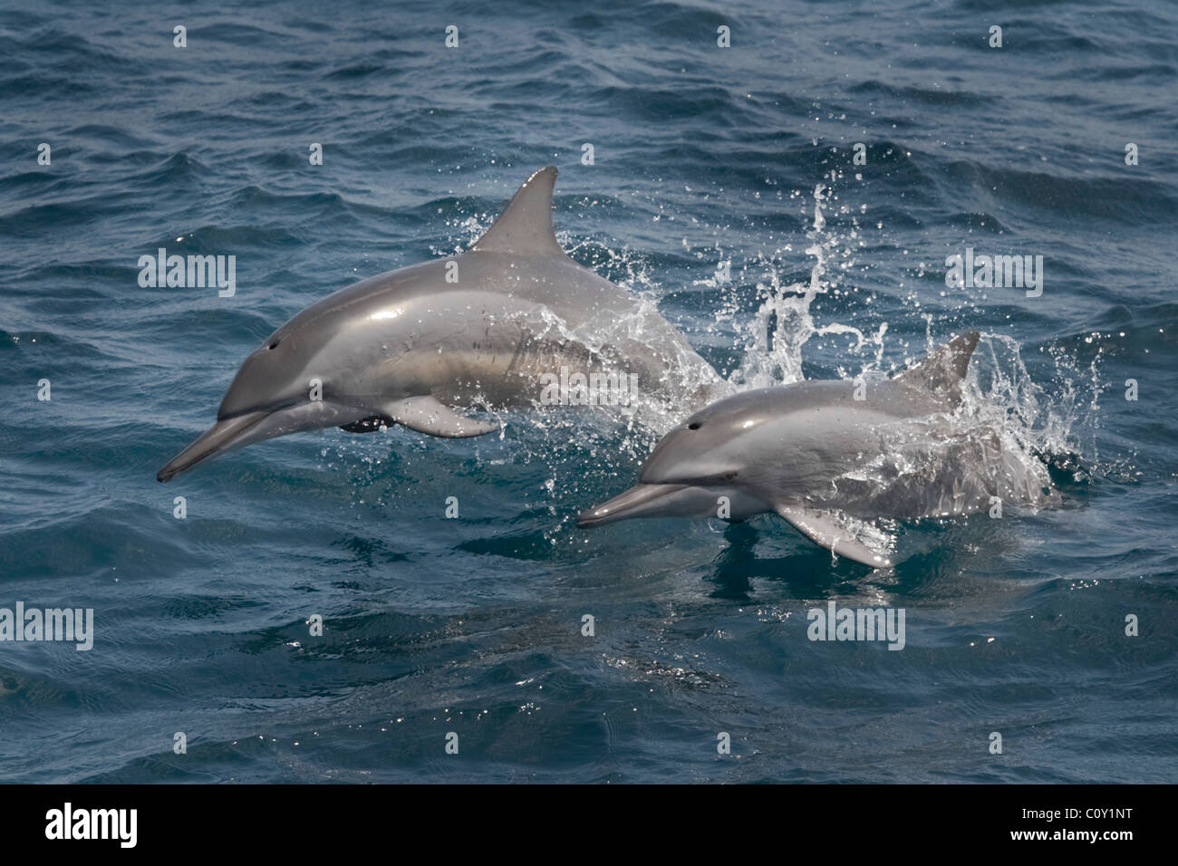 Hawaiian/Grey's Delfines, Stenella longirostris, porpoising, Maldivas, Océano Índico. Foto de stock