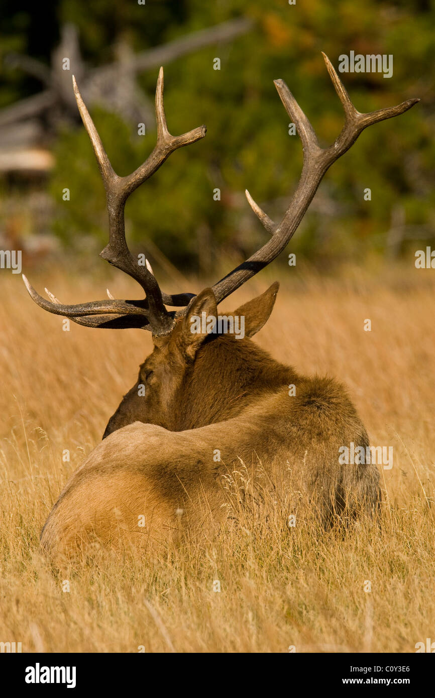 Un toro elk se toma un descanso, el toro está cansado de mantener su harén juntos y defendiéndose de otros toros. Foto por Gus Curtis. Foto de stock