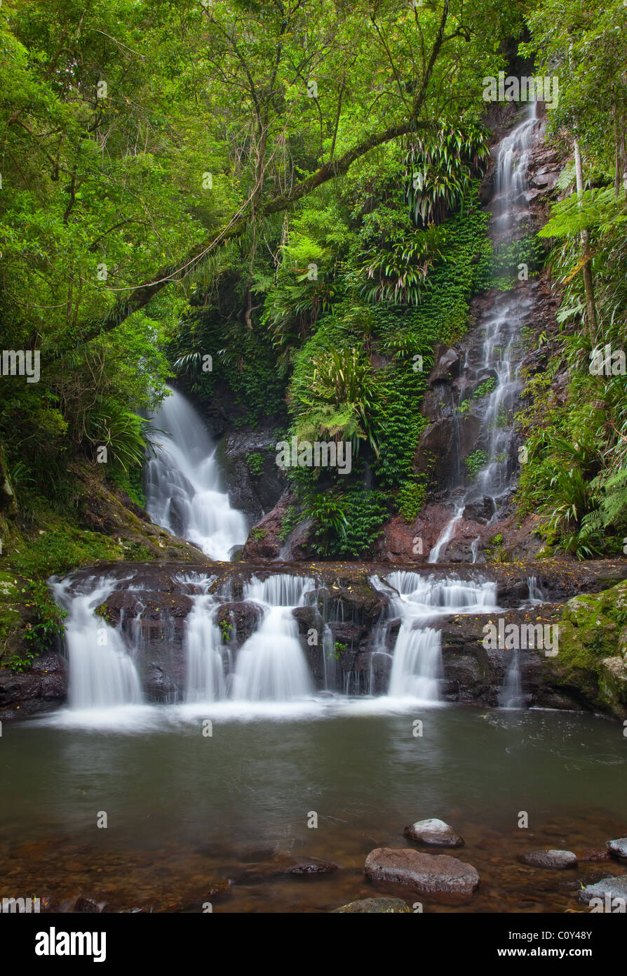 Elabana Falls, verdes montañas sección, Parque Nacional de Lamington, Queensland, Australia Foto de stock