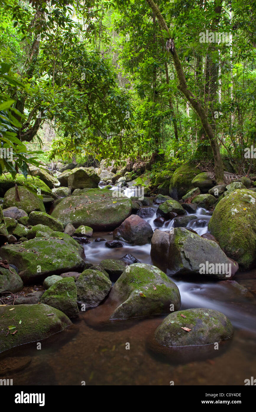 Canungra Creek, montañas verdes sección, Parque Nacional de Lamington, Queensland, Australia Foto de stock
