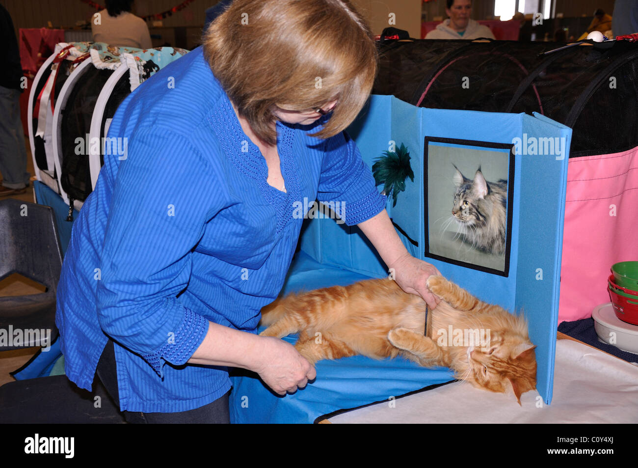 Aseo de gatos fotografías e imágenes de alta resolución Alamy
