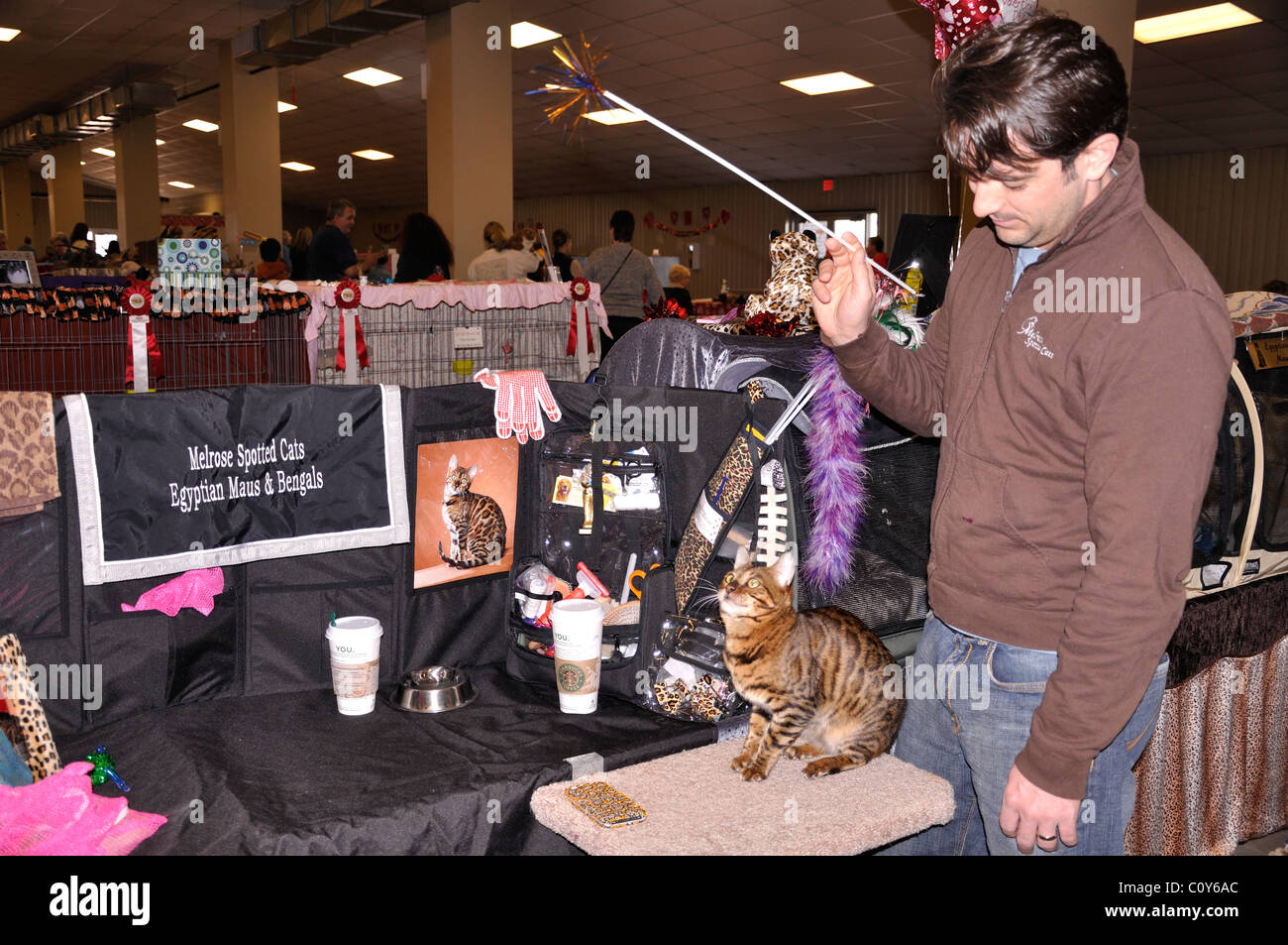Cat show, Waco, Texas, EE.UU. Foto de stock