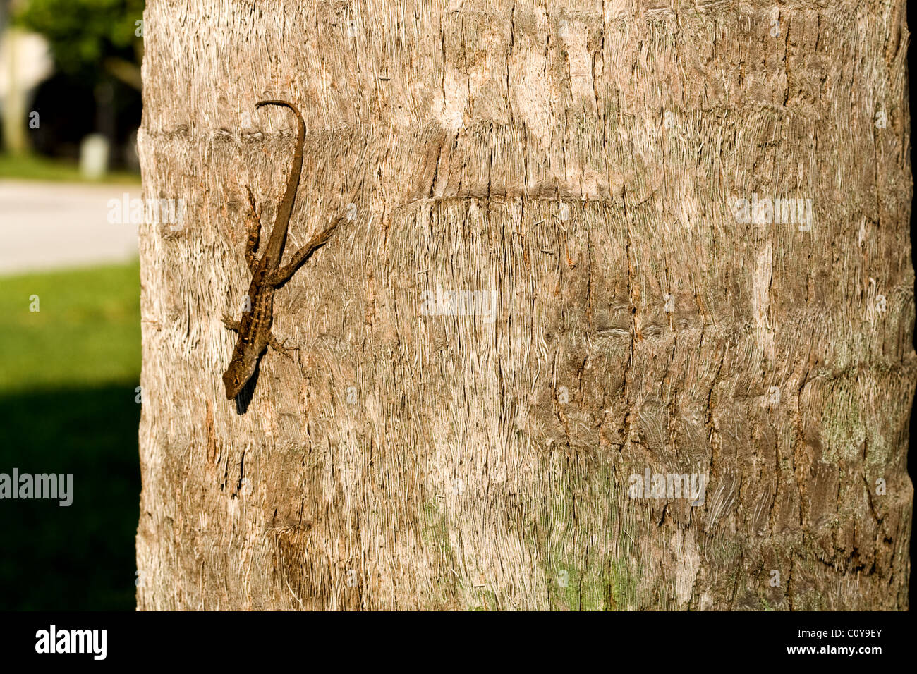 Pequeña lagartija sobre el tronco de un árbol Foto de stock