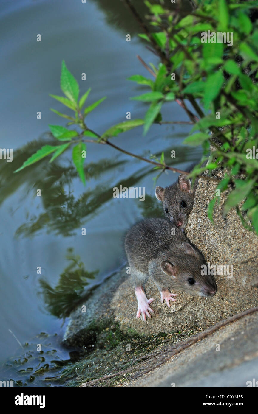 Dos niños Brown ratas (Rattus norvegicus) en el borde del agua junto al canal. Foto de stock