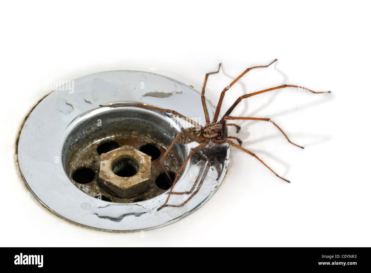 Casa Común Europea (araña Tegenaria atrica Eratigena atrica /) en el lavabo/fregadero junto a plug-agujero en el baño. Foto de stock