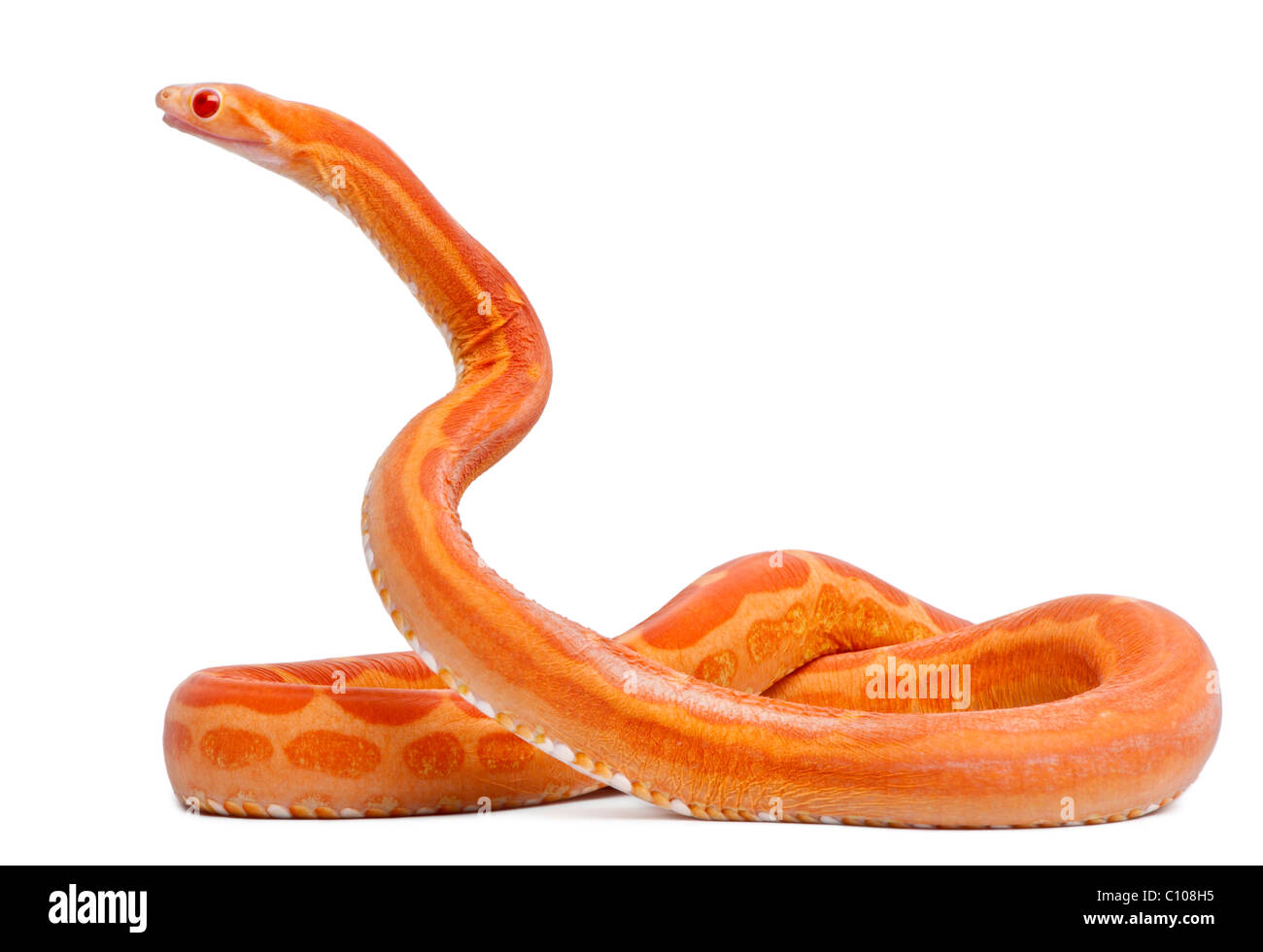 Sin escamas de serpiente, Pantherophis guttatus Maíz, delante de un fondo blanco Foto de stock