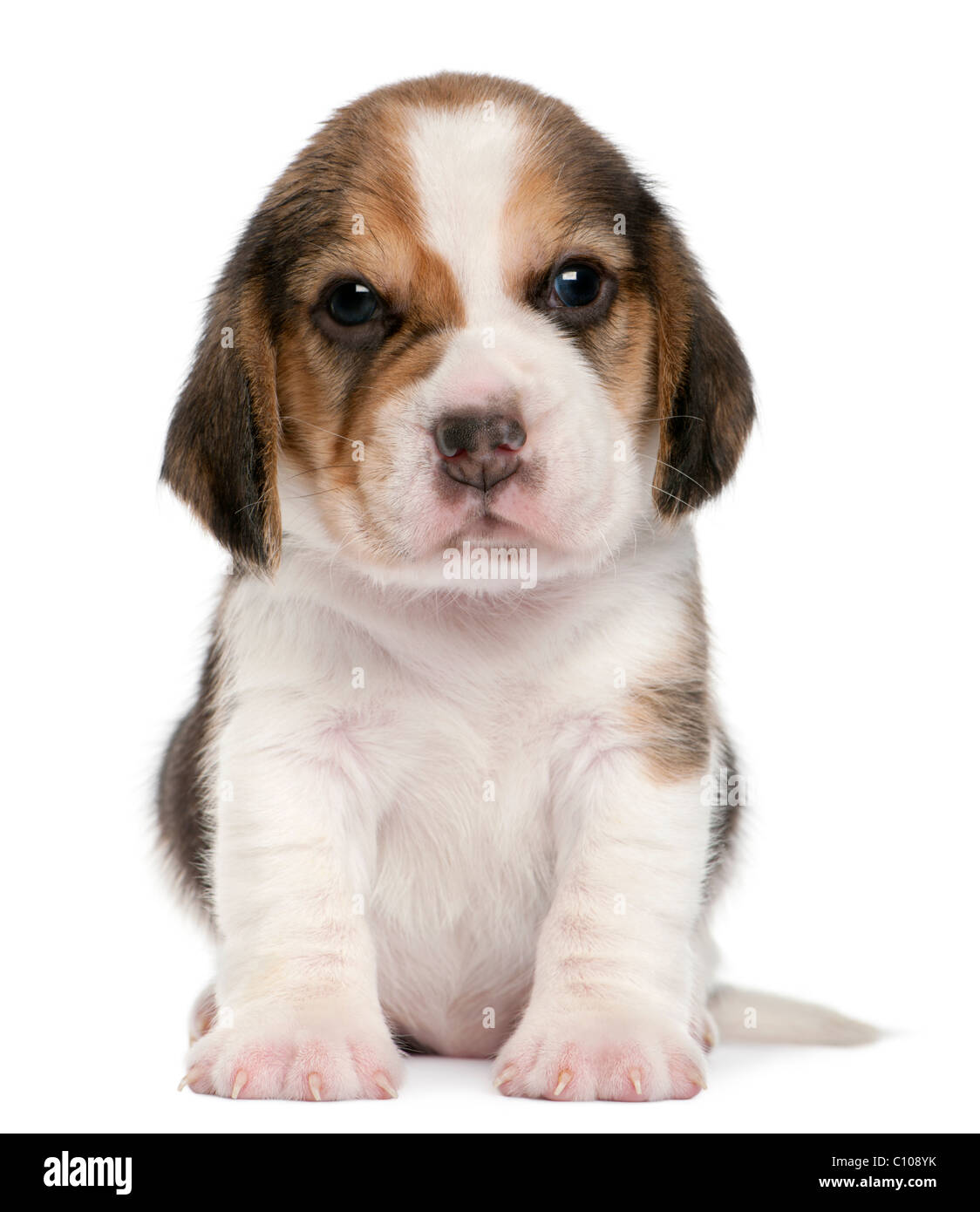 empeorar siete y media fuego Cachorro de Beagle, 1 mes de edad, sentado delante de un fondo blanco  Fotografía de stock - Alamy
