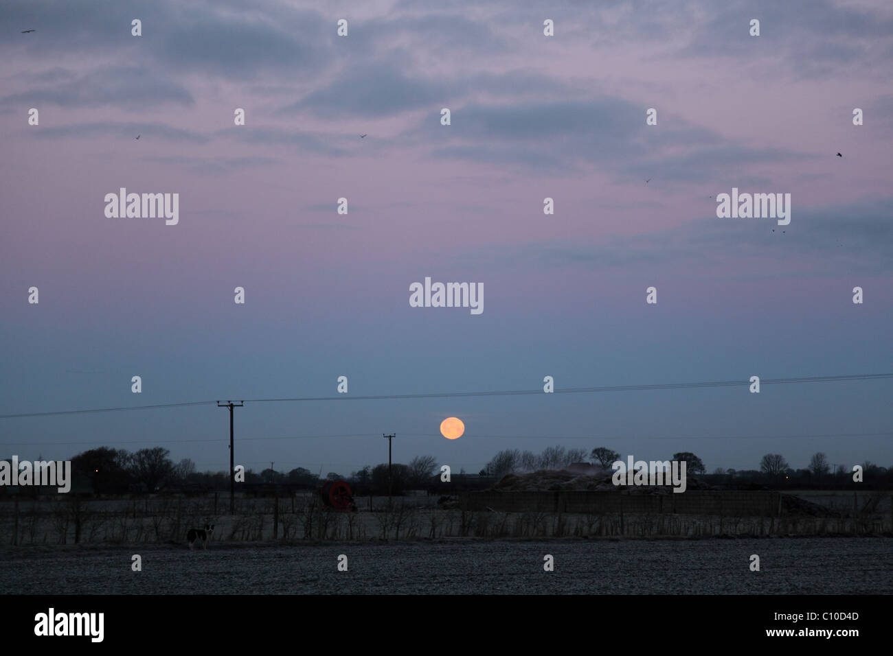 Ajuste la luna llena contra el cielo del amanecer Foto de stock