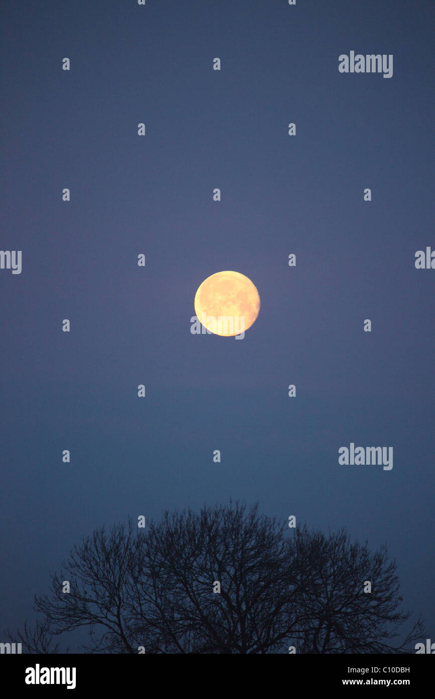 Cerca de la luna llena en el cielo del amanecer con silueta de árbol Foto de stock