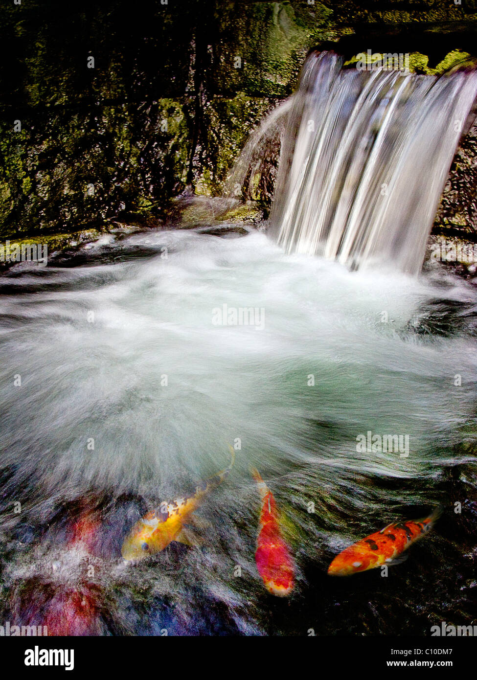 Coloridos peces en un estanque con una pequeña cascada. Foto de stock