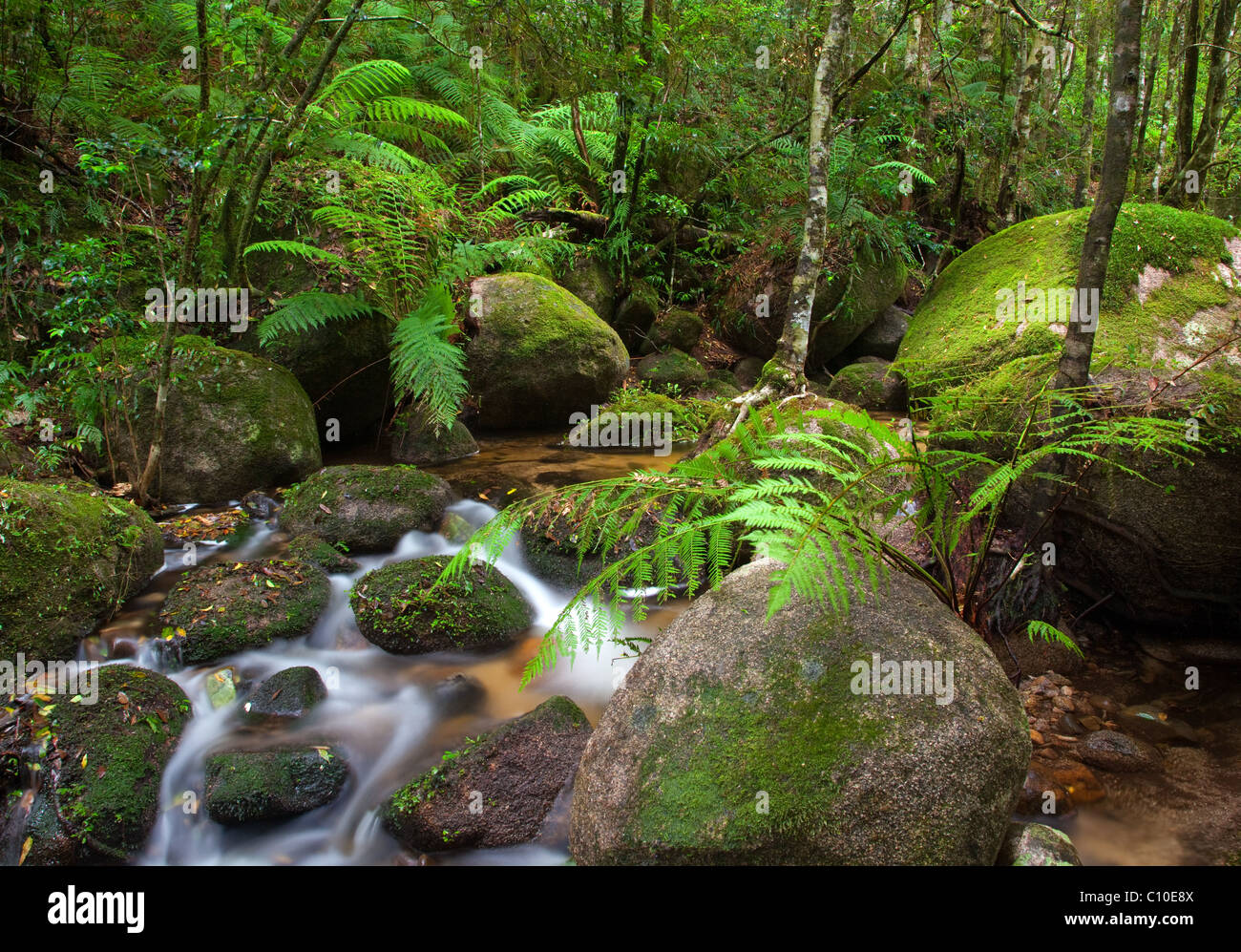 Creek, Parque Nacional de Gibraltar, Nueva Gales del Sur, Australia Foto de stock
