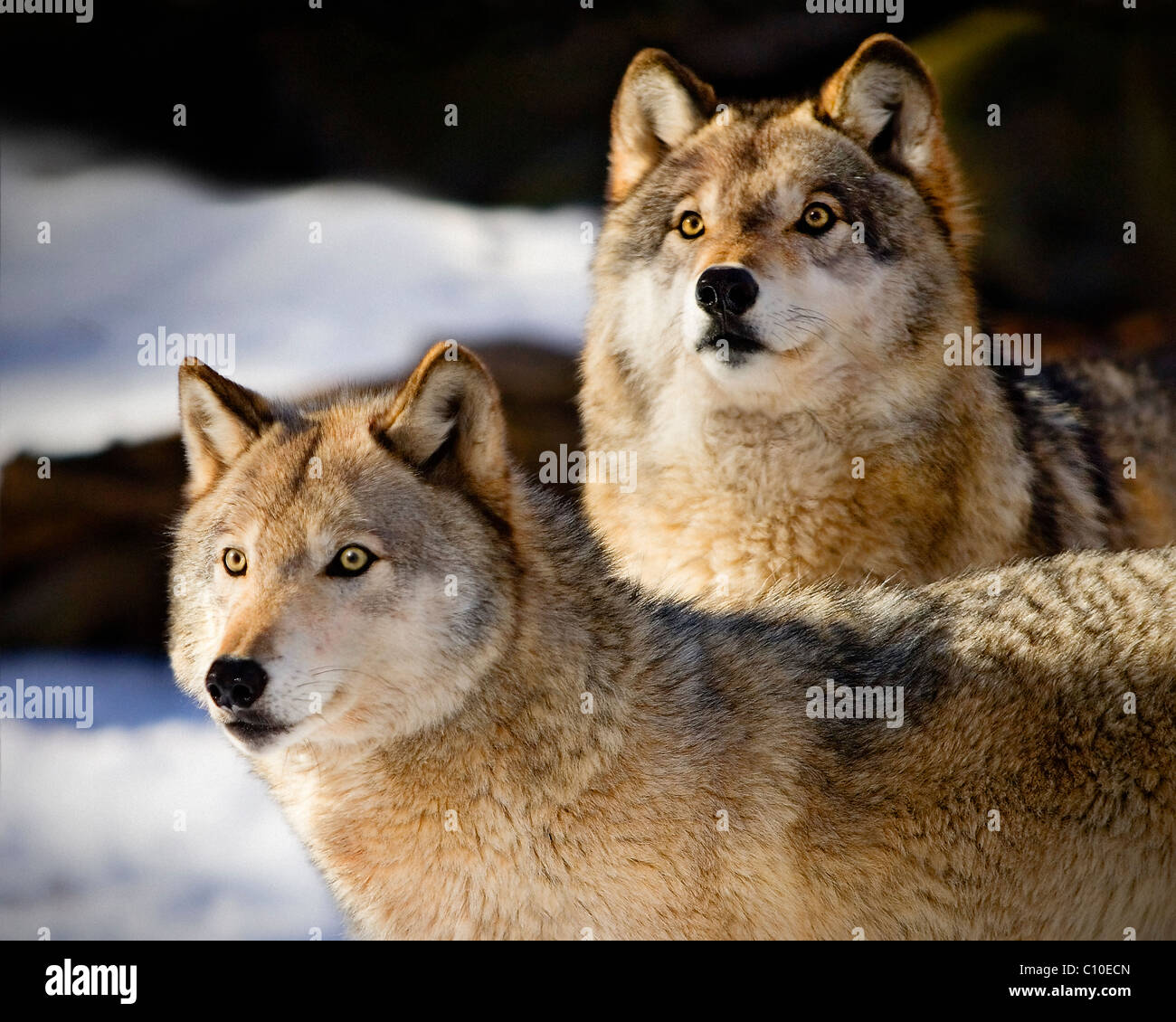 Los lobos en la nieve pinta buddies Foto de stock