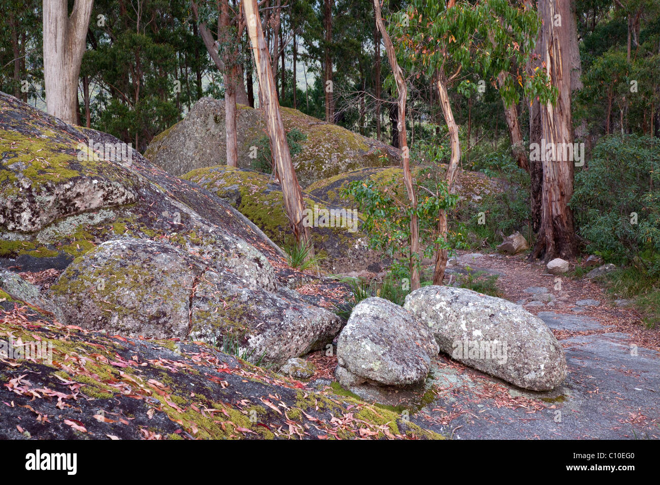 Rocas de granito, roca calva National Park, New South Wales, Australia Foto de stock
