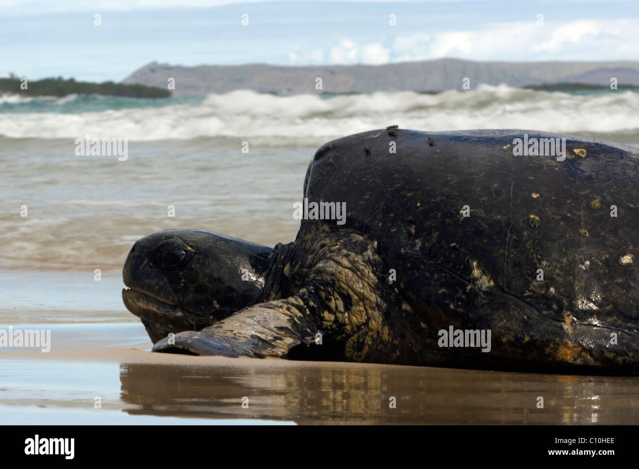 Islas galápagos playa de arena negra fotografías e imágenes de alta